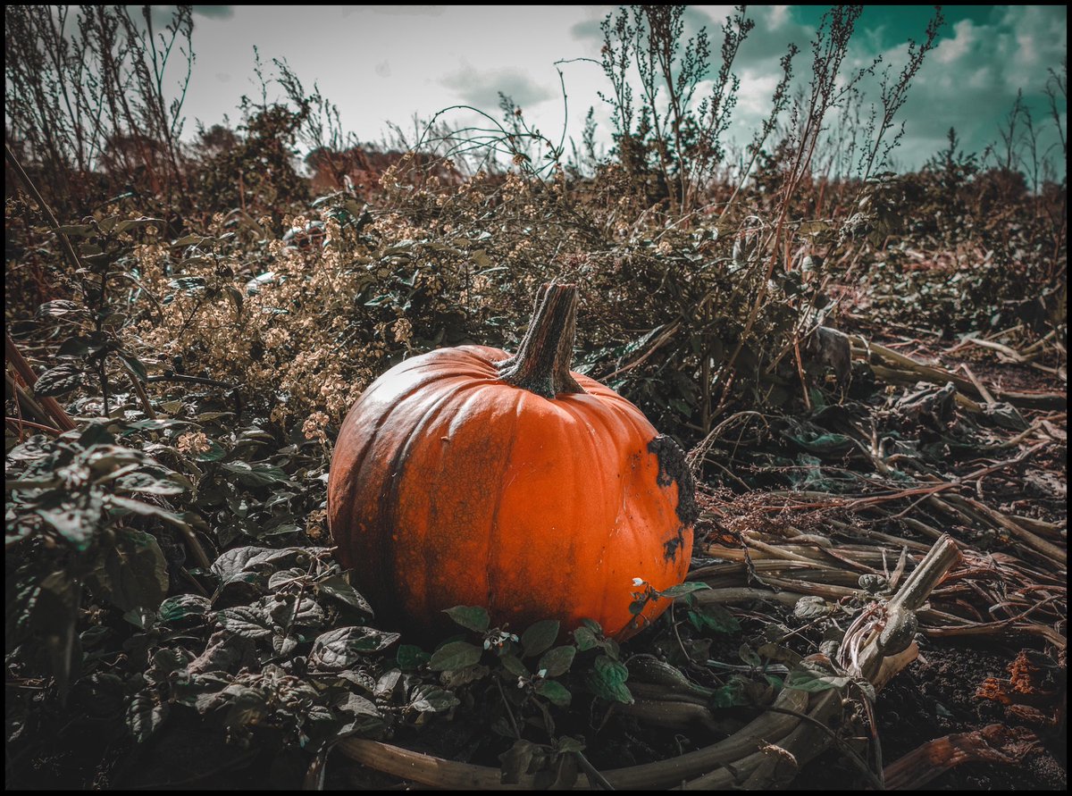 RachelT0m0's tweet photo. “When Witches go riding & Black Cats are seen, the moon laughs & whispers, ‘tis near Halloween.”
#Liverpool #pumpkin #pumpkinpatch #october #halloween #rachelraephotography #autumnphotography #naturephotography #halloweenphoto #octoberphotochallenge #photooftheday https://t.co/6A59h4rXyF