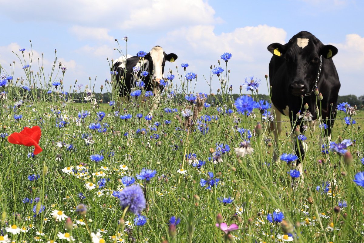 De prijswinnaar van onze fotowedstrijd is bekend! Harry Lasker uit Appelscha heeft de agrarische biodiversiteit mooi in één beeld weten te vatten met deze foto. 
De wedstrijd was gekoppeld aan het project Zaaien in Zuidoost een stimulans voor meer biodiversiteit in ZO Friesland.