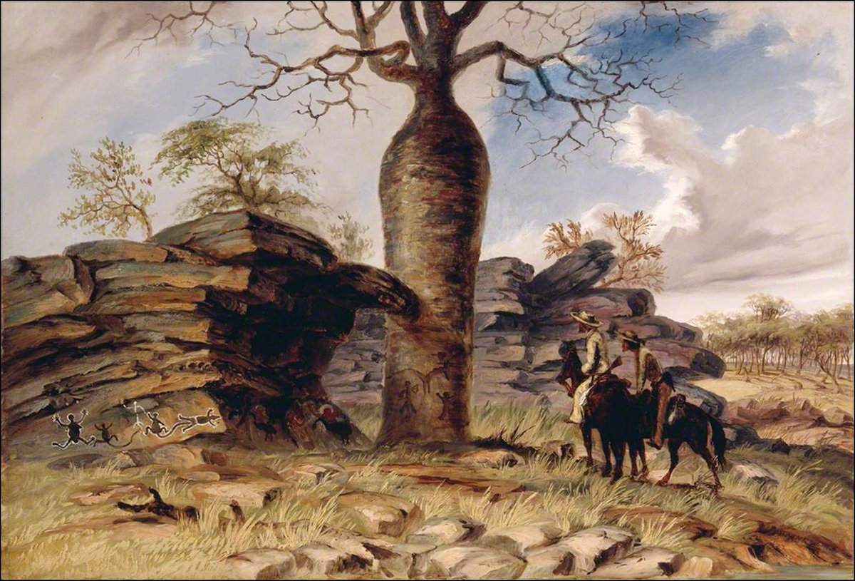Professor Sue O’Connor, from @ANU_CHL, said many of the carved trees are already several hundreds of years old and there is some urgency to produce high-quality recordings before these remarkable heritage trees die. 4/12 📷: Thomas Baines' painting of boab art from the 1850s