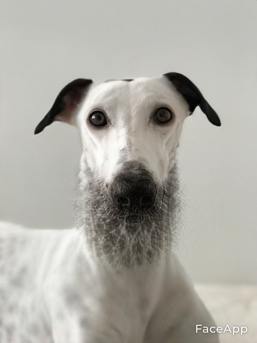 Tilda24416's tweet photo. When AI gets confused.. @faceapp_ai https://t.co/iA0yJqQhvl