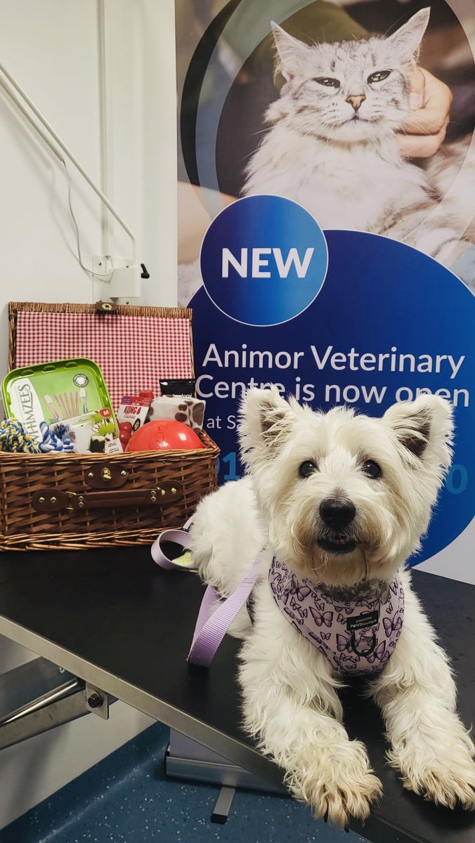 AnimorVets's tweet photo. 🎉Congratulations, Mitzi!
 🥇Winner of our Who Wore it best competition held at MowgliTrust Dog Show at Claremont Farm. 
😍She is proving a worthy winner, sporting another fetching get-up when collecting her Hamper from Animor Ellesmere Port! https://t.co/3CVXQlGVC4