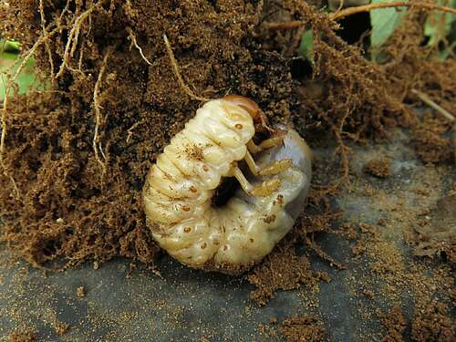 Target turf beetle larvae with B-Green this autumn dlvr.it/SZxQjk