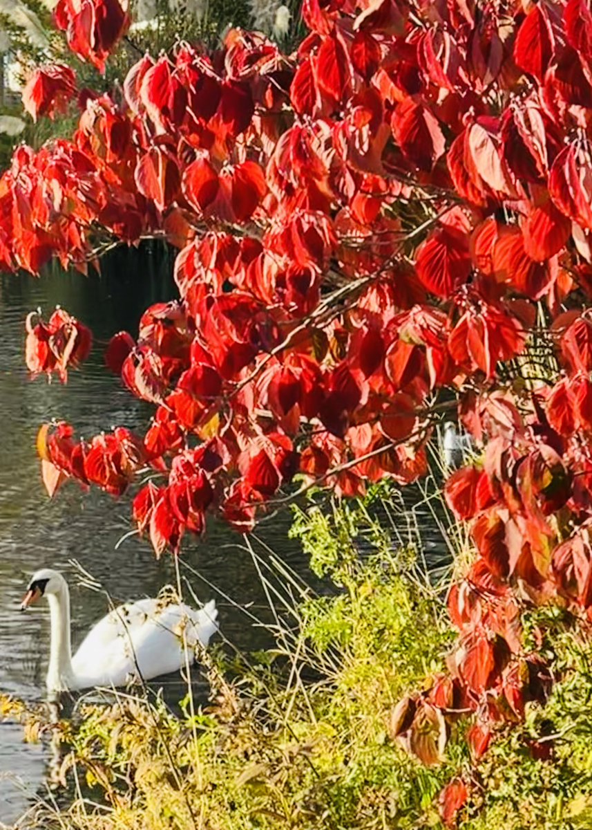 My favourite colour is autumn #frenchespond #autumnleaves