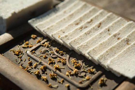 GoJiangsu's tweet photo. Sweet-scented osmanthus has filled the atmosphere in Zhenze ancient town, #Suzhou. The fragrant flowers are also addictive for their irresistible flavor for tea, pastries, candies, and honey. Come here and enjoy the flowers! #TravelInJS https://t.co/OiAaMzEzJg
