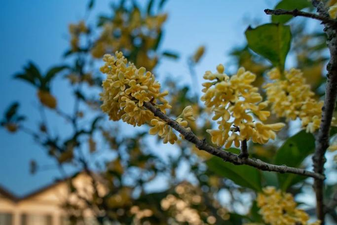 GoJiangsu's tweet photo. Sweet-scented osmanthus has filled the atmosphere in Zhenze ancient town, #Suzhou. The fragrant flowers are also addictive for their irresistible flavor for tea, pastries, candies, and honey. Come here and enjoy the flowers! #TravelInJS https://t.co/OiAaMzEzJg