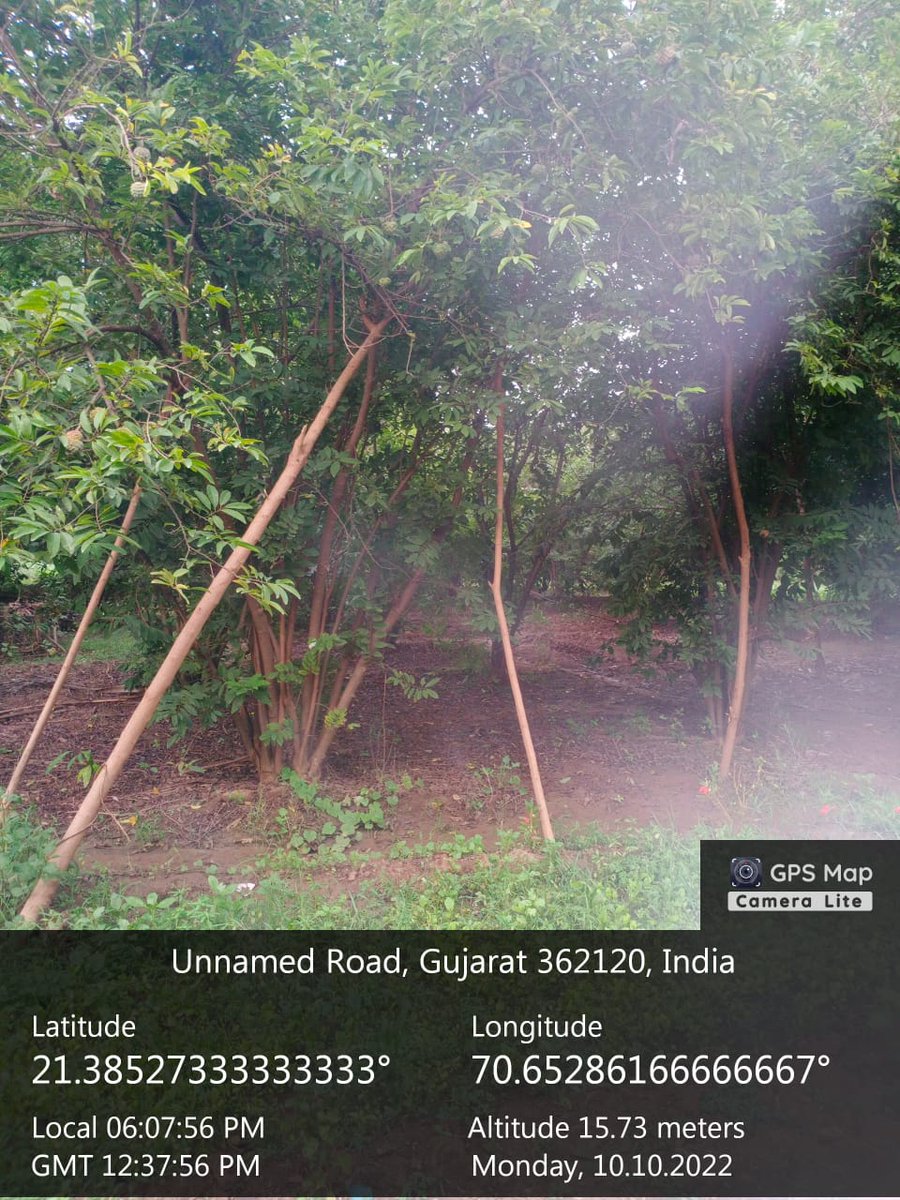 વિસાવદર તાલુકાનાં ખીજડીયા ગામે ફળઝાડ ઉછેર માટે અપાયેલ જમીનનો પટ્ટો રીન્યુ કરવા સ્થળ ખરાઇ કરવામાં આવી.<a href="/sdm_visavadar/">Prant Officer and SDM Visavadar</a>