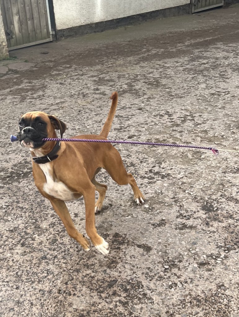 _Laboleyn's tweet image. Today I got chased by a boxer dog wielding a riding crop

It was a marvellous experience 11/10 would do it again