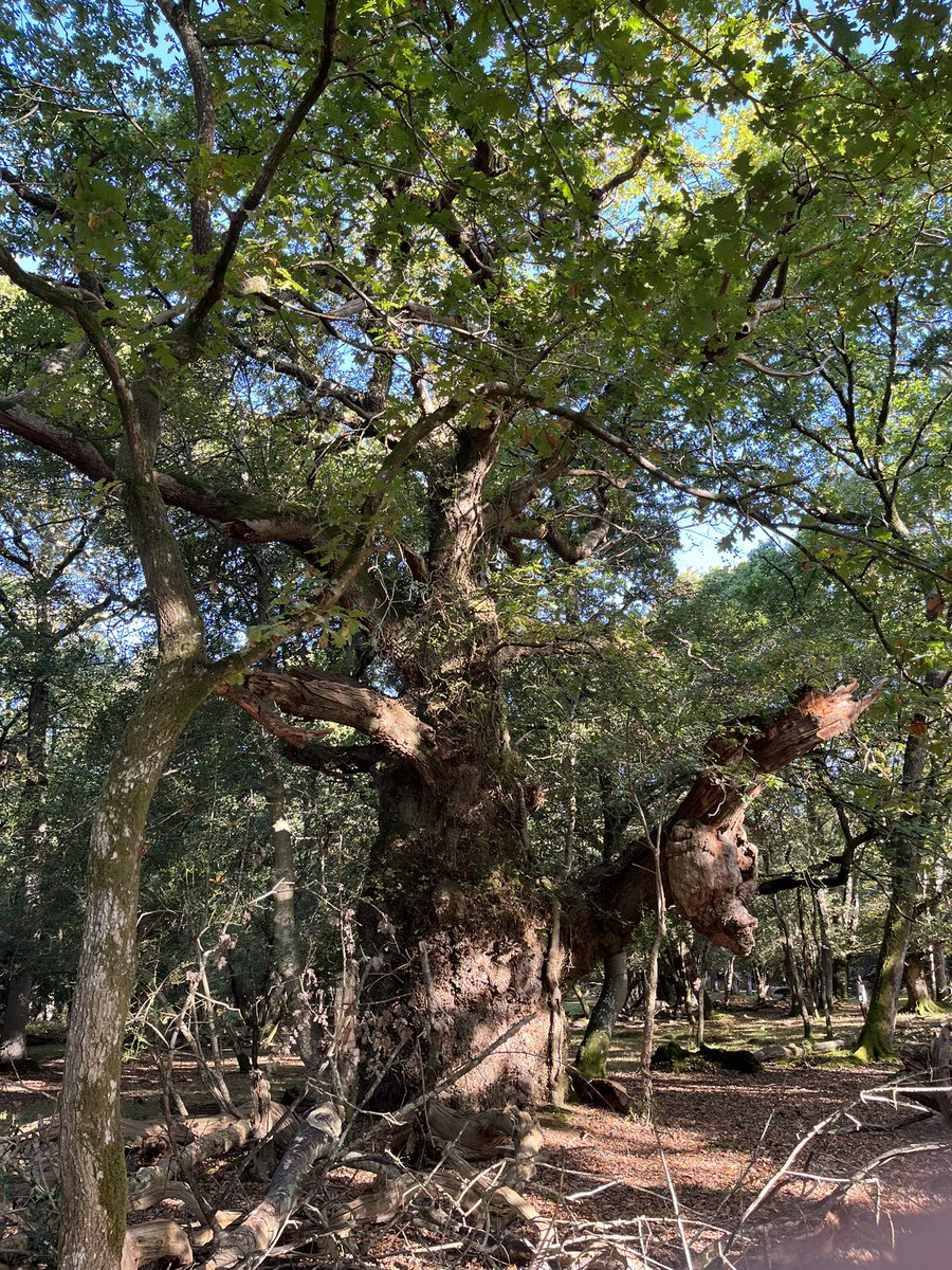 Reeves__Leaves's tweet photo. Look at this oak! #thicktrunktuesday https://t.co/xomo8EfOl5
