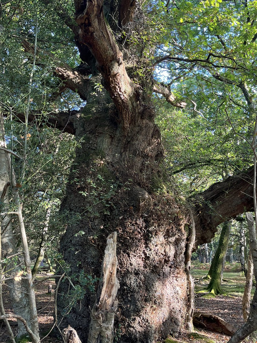 Reeves__Leaves's tweet photo. Look at this oak! #thicktrunktuesday https://t.co/xomo8EfOl5