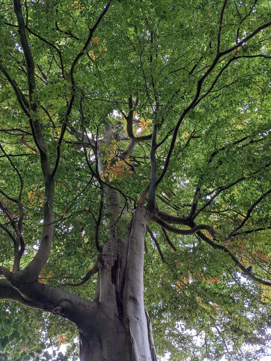 DawnAJWitney's tweet photo. Lots of cloud cover today and a timely reminder to look up! Beautiful beech leaves and a broken limb. Wonder how long that's been resting up there?
#fallingbranch #autumnleaves🍂 #norfolkcountryside #norfolkskies #norfolklife https://t.co/dYhfQjaZ0f
