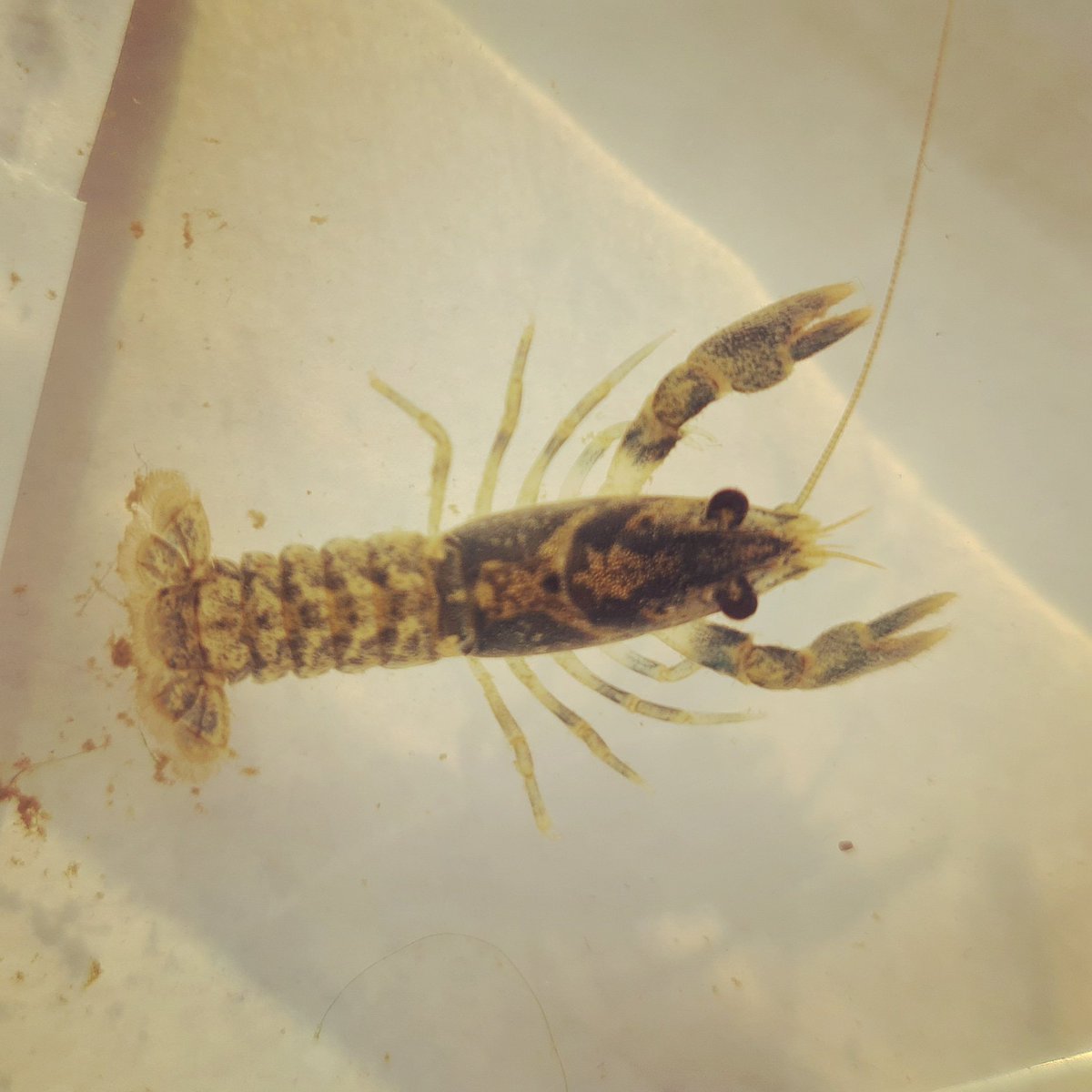 H_notts's tweet photo. Fantastic training by @Riverflies @cotsriverstrust in the #Evenlode this weekend @WildOxfordshire @Earthwatch_Eur despite some unwanted guests #signalcrayfish ๐ฆMonitoring #Riverflies in the Evenlode is another fantastic addition to the #CitizenScience here. https://t.co/rx54dN4Q3s