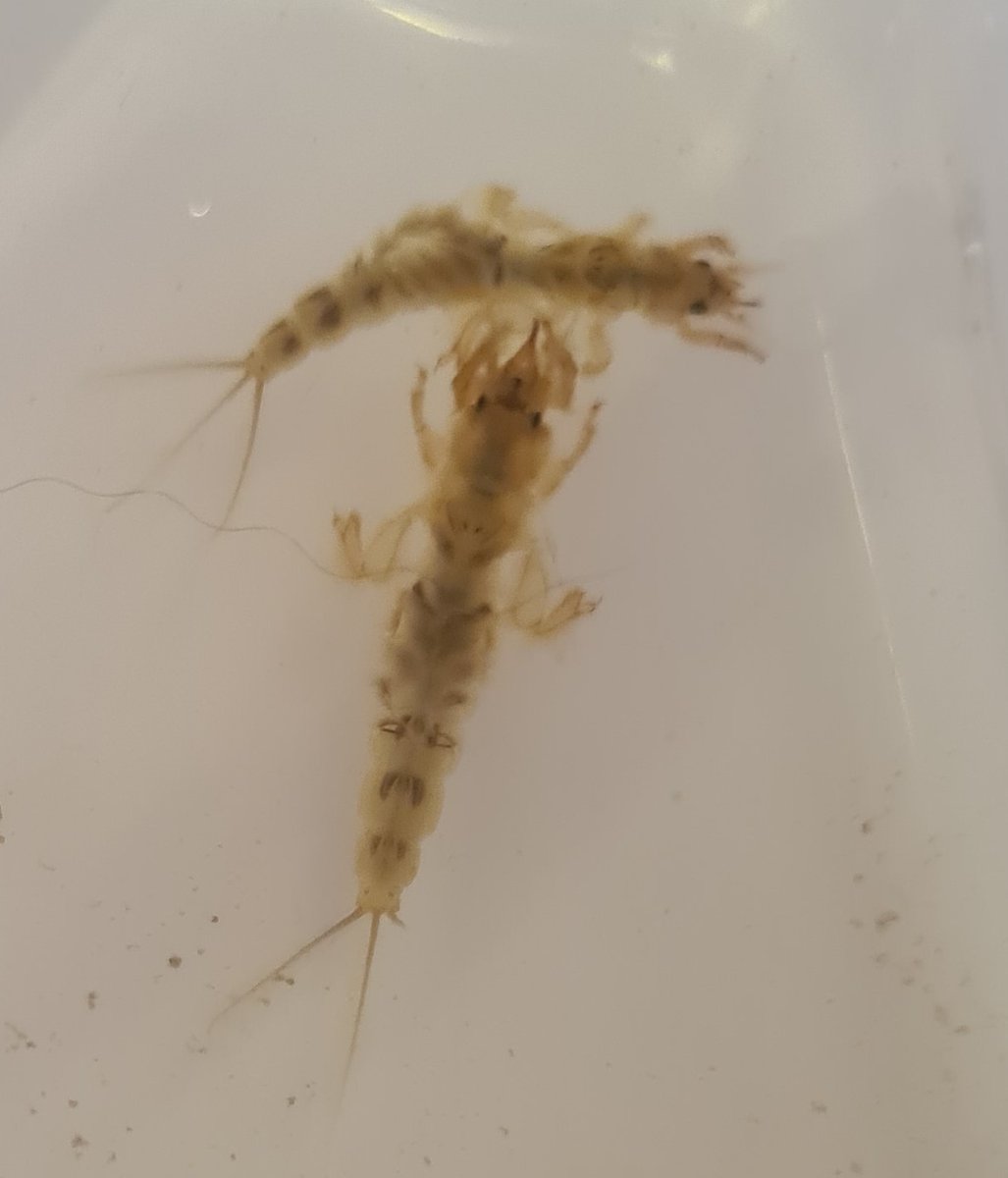 H_notts's tweet photo. Fantastic training by @Riverflies @cotsriverstrust in the #Evenlode this weekend @WildOxfordshire @Earthwatch_Eur despite some unwanted guests #signalcrayfish ๐ฆMonitoring #Riverflies in the Evenlode is another fantastic addition to the #CitizenScience here. https://t.co/rx54dN4Q3s