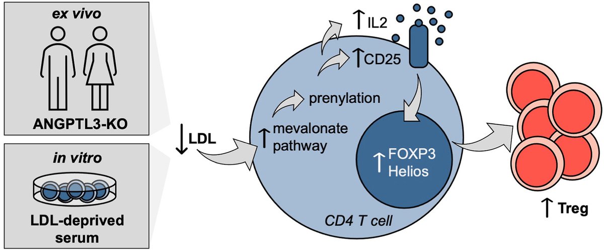 PicoLab (@labpico) on Twitter photo What happens to #Tregs in humans with very low plasma lipids? Our paper by <a href="/AlessandraPinz3/">Alessandra Pinzon</a>, just published in <a href="/ATHjournal/">Atherosclerosis</a>, demonstrates that "lean" #Tregs increase in subjects with hypolipidemia with #ANGPTL3 deficiency.
In collaboration with <a href="/Arca_Lab_/">Lab_Arca</a>
sciencedirect.com/science/articl… What happens to #Tregs in humans with very low plasma lipids? Our paper by <a href="/AlessandraPinz3/">Alessandra Pinzon</a>, just published in <a href="/ATHjournal/">Atherosclerosis</a>, demonstrates that "lean" #Tregs increase in subjects with hypolipidemia with #ANGPTL3 deficiency.
In collaboration with <a href="/Arca_Lab_/">Lab_Arca</a>
sciencedirect.com/science/articl…