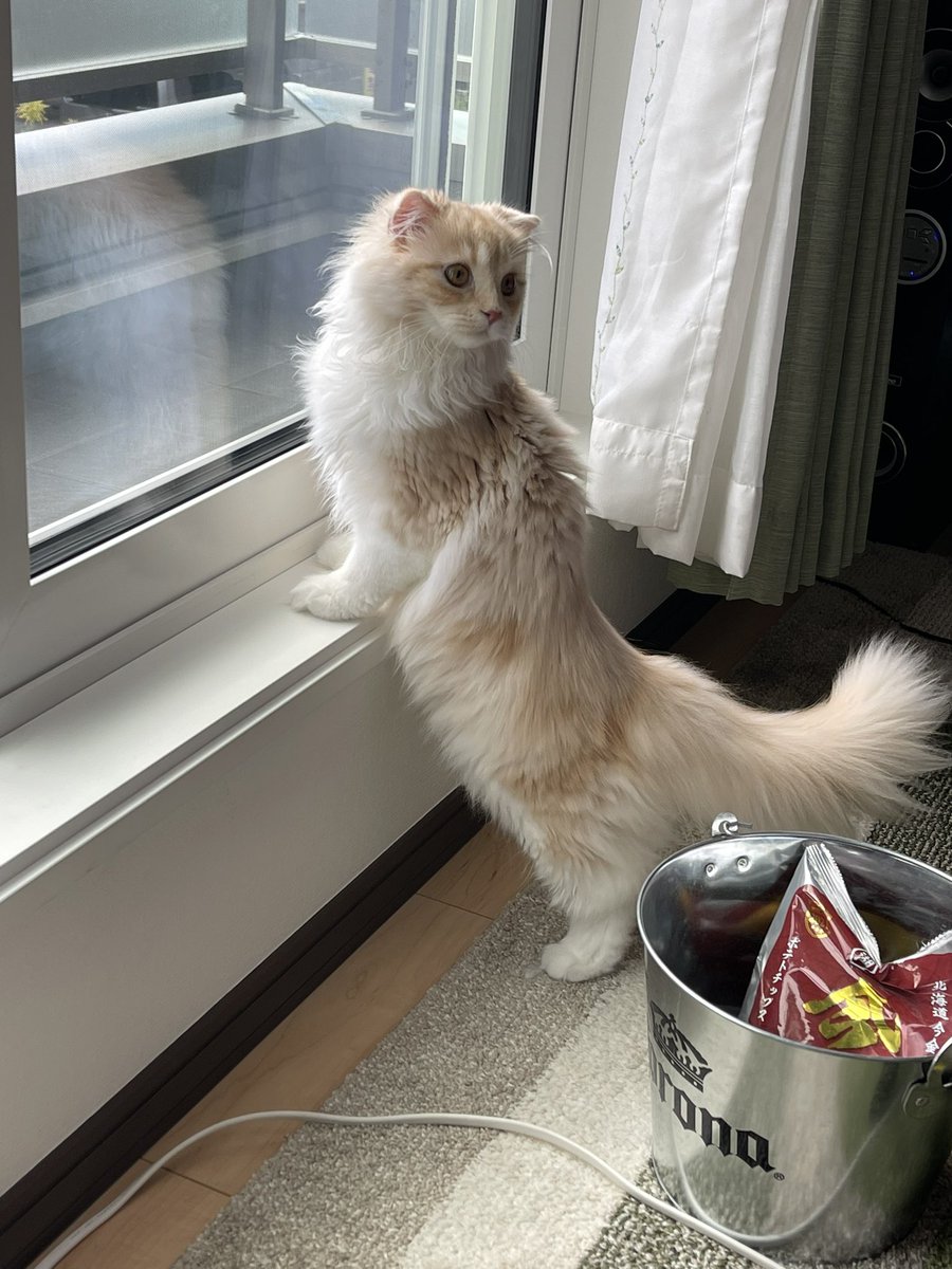 Gibson-thunderbird tweet media