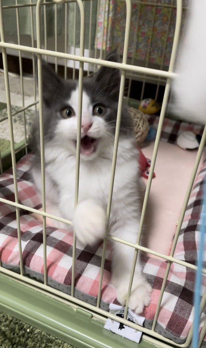 Gibson-thunderbird tweet media