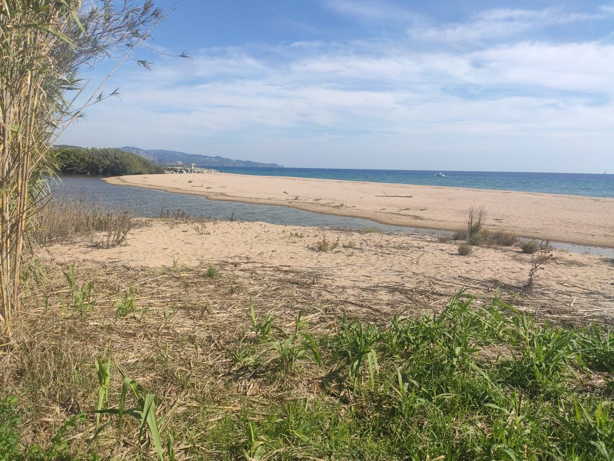 S_FontsecaRiera's tweet photo. Trobar espais naturals sense pressió antròpica al litoral és impossible i, per això calen mesures de protecció que en prohibeixin l'accés.
Ho hem de respectar per conservar la natura i garantir la persistència de la seva biodiversitat
#deltatordera #puntalatordera https://t.co/0Tk7G52aRc