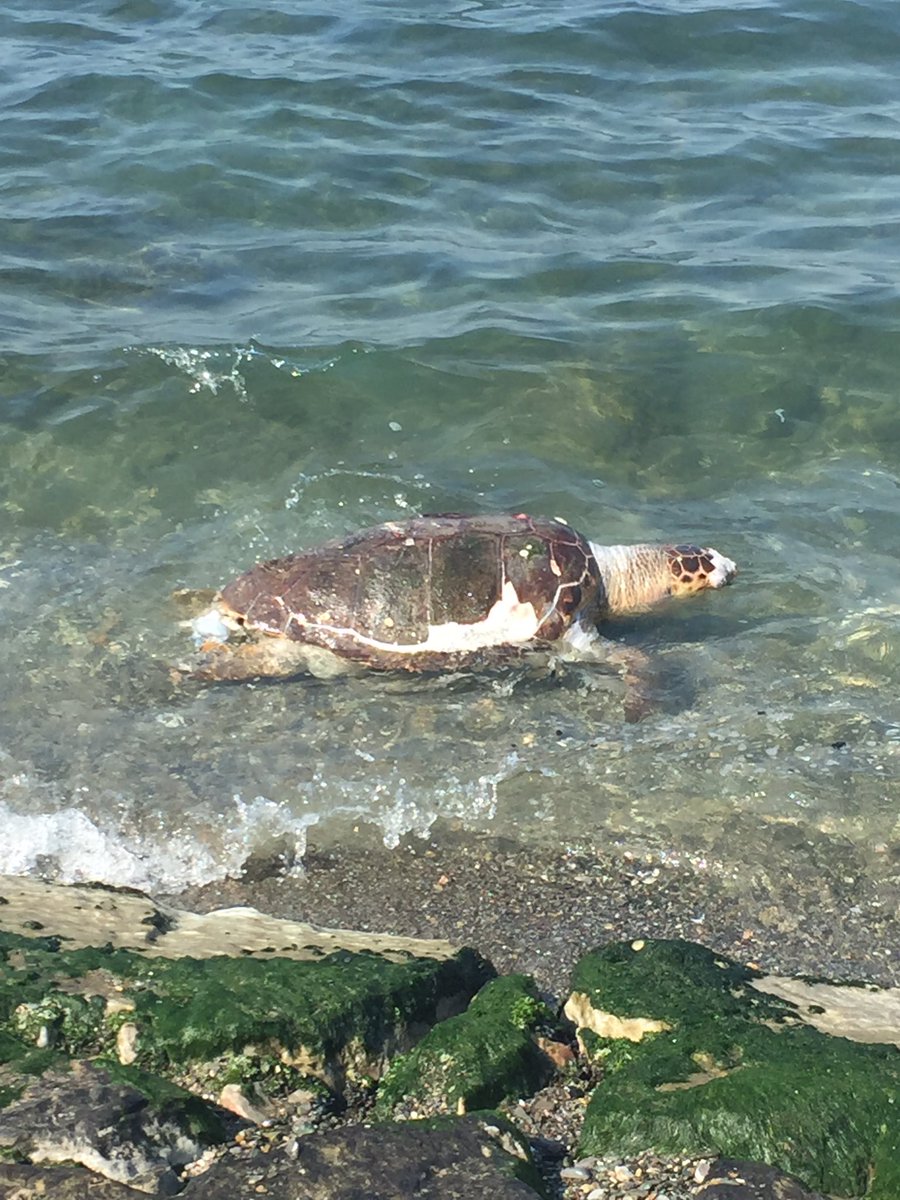 İzmir sahilevlerinde sahile vurmuş iki ölü caretta çok üzücü bir görüntü