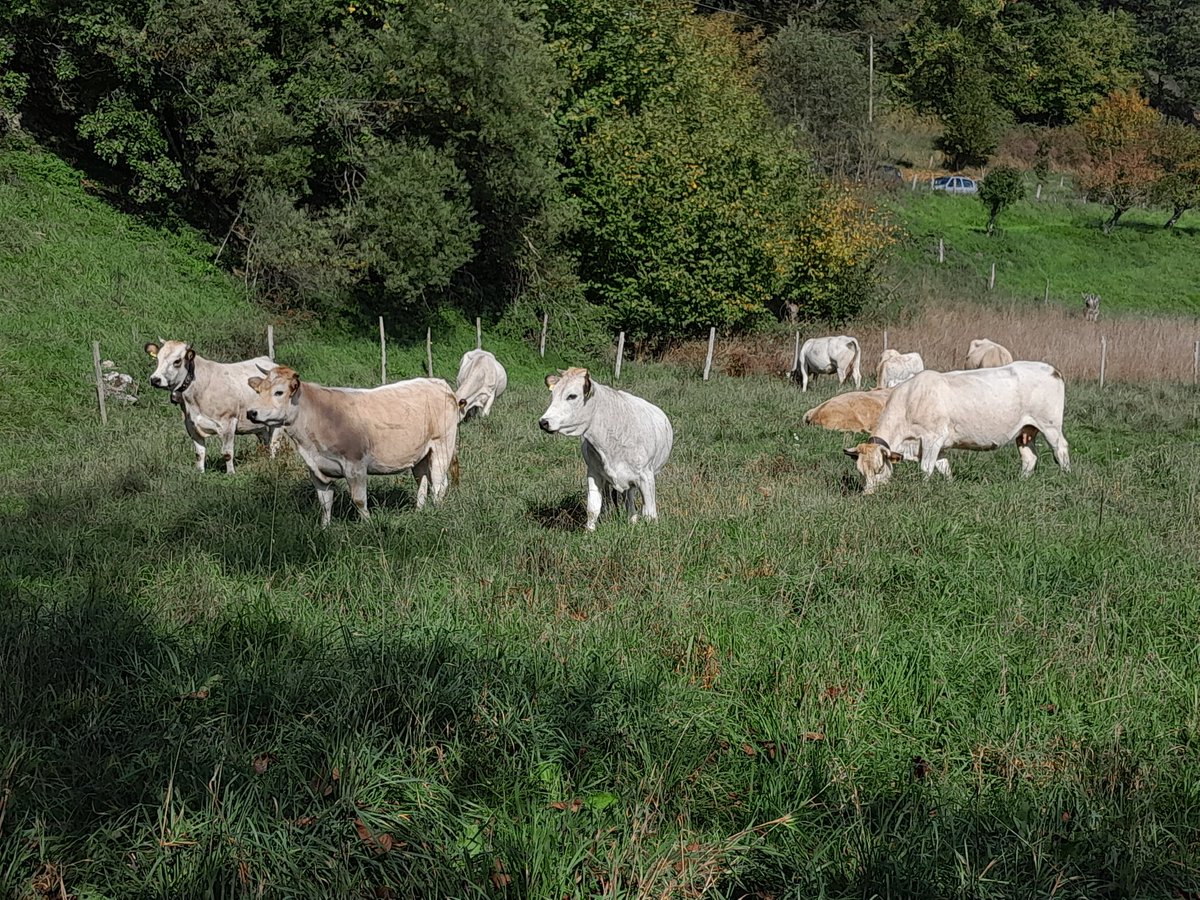 PARCO_AVETO's tweet photo. Dopo una breve assenza, tornano le bestie alla tradizionale fiera del bestiame e delle merci varie del 12 ottobre di Priosa! 💪👏🐂🐄🐴L'allevamento e la produzione di latte e formaggi sono ancora realtà vitali nelle @ValliParcoAveto! #cambiovia @pc_maritime 🌱🌾🐮🥛🧀 https://t.co/JGWmnwYC1j