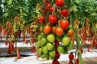 thutuyen002's tweet photo. There are many hundreds of named mango cultivars. In mango orchards, several cultivars are often grown to improve pollination. Many desired cultivars are monoembryonic and must be propagated by grafting or they do not breed true https://t.co/A0C07UCVXK
