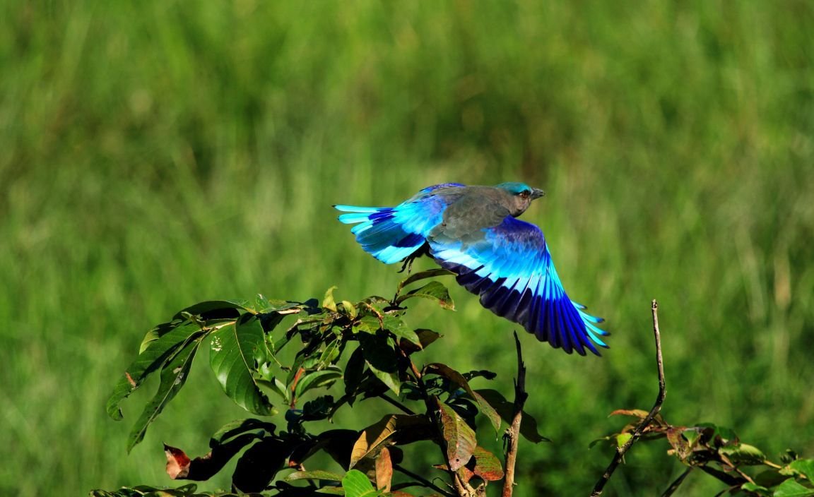 GetsHoliday's tweet photo. #Bharatpur_Bird_Sanctuary is a famous avifauna sanctuary in #Bharatpur, #Rajasthan, India, 
More information &amp; Tour booking for contact us 
Call : +91 85320 03202 
Email : getsholidayindiatour@gmail.com 
website : https://t.co/gBAcI7kpUy https://t.co/RPh4xLIioi