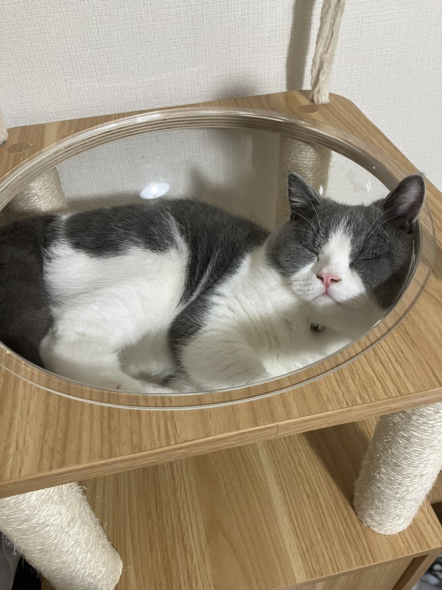 _rain0331's tweet photo. 最近寒くなったね

 #ブリティッシュショートヘア
 #ねこのいる暮らし https://t.co/2eRTRJ3yn0