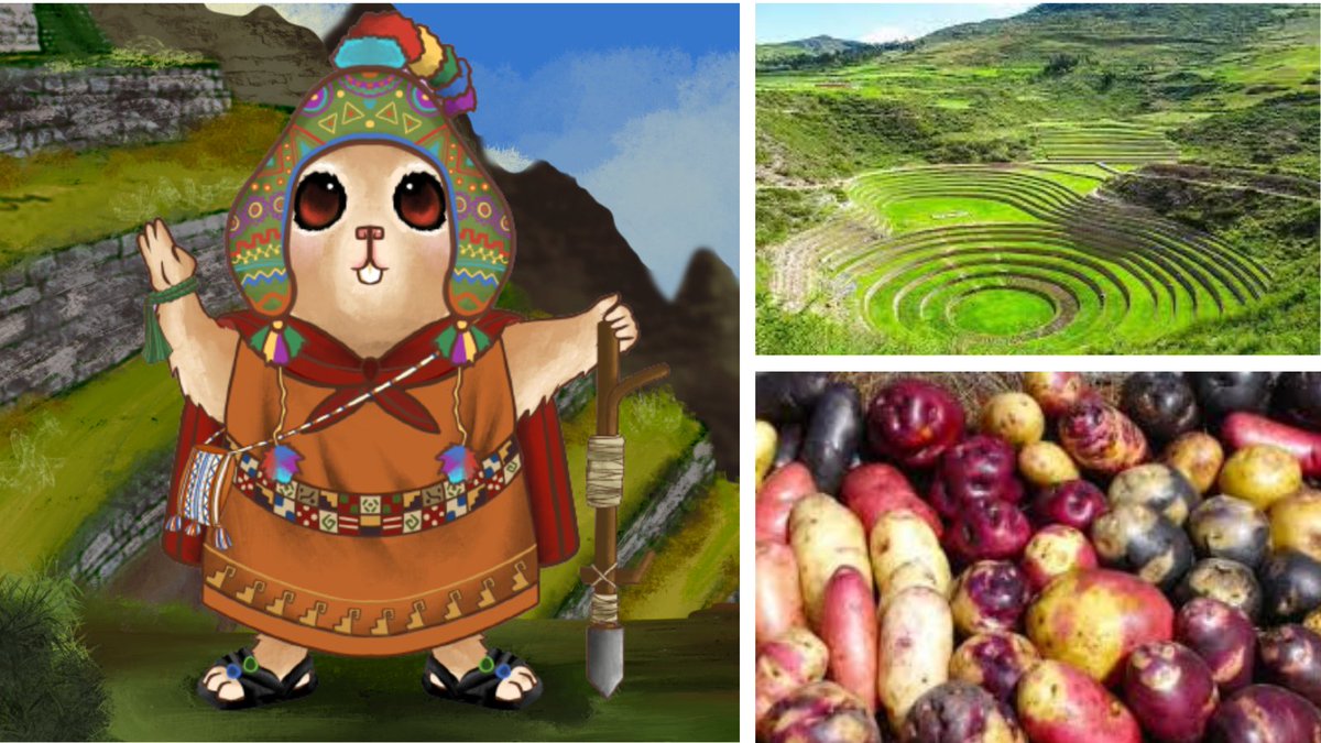 SolEmpireNFT's tweet photo. DID YOU KNOW THAT?..🤔

The Inca used a farming technic called “terraced slopes” to grow a wide variety of crops, such as:
-Quinoa
-Corn
-Maca
-More than 4000 variety of potatoes🥔 
and others.
#NFTs #NFTArts #SolanaNFTs #SolEmpireNFT
#NFTdrops #NFTCommunity https://t.co/LPug1yyNrI