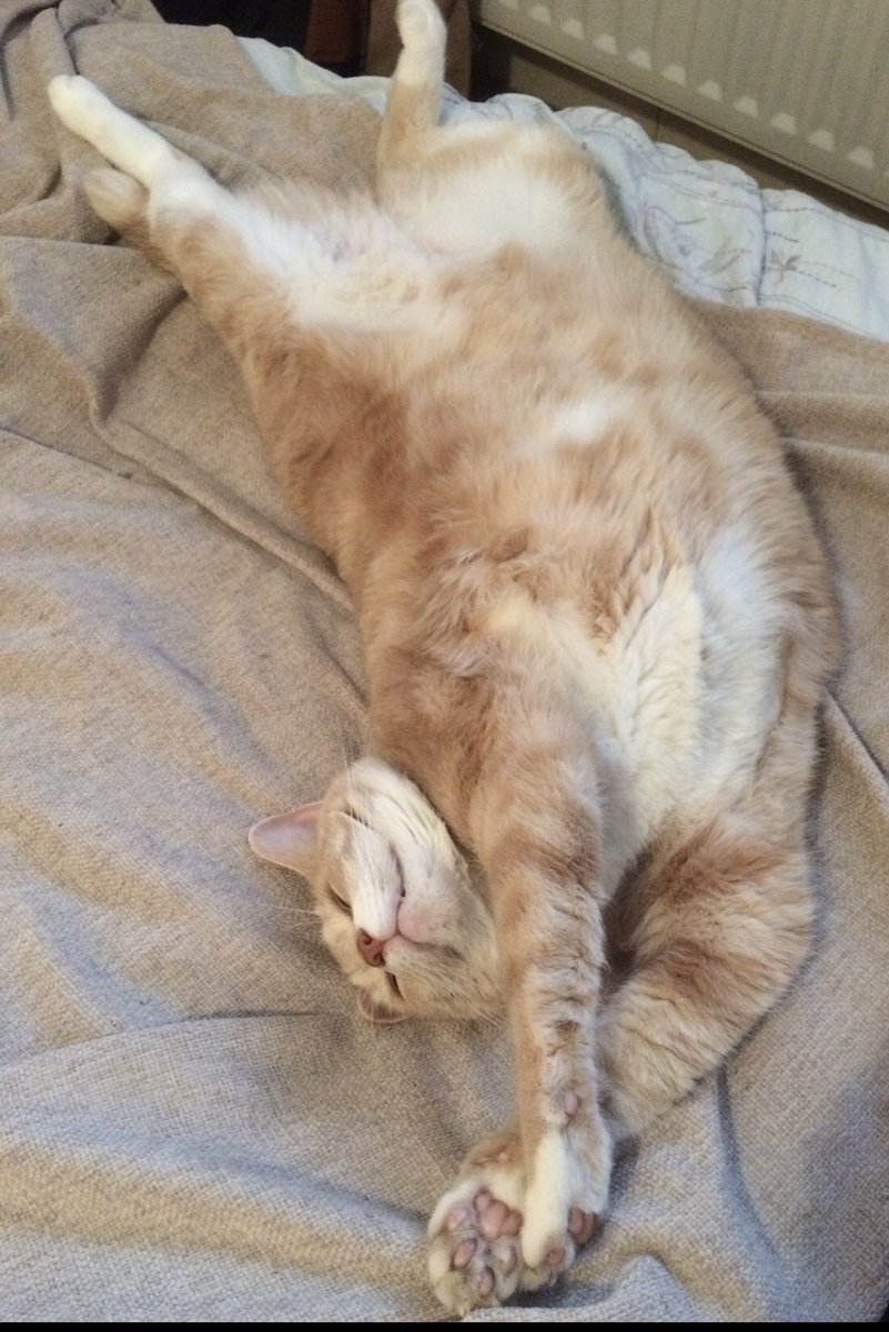 Today is a chill out kind of a day for Ollie. No different to any other day then 🤣.