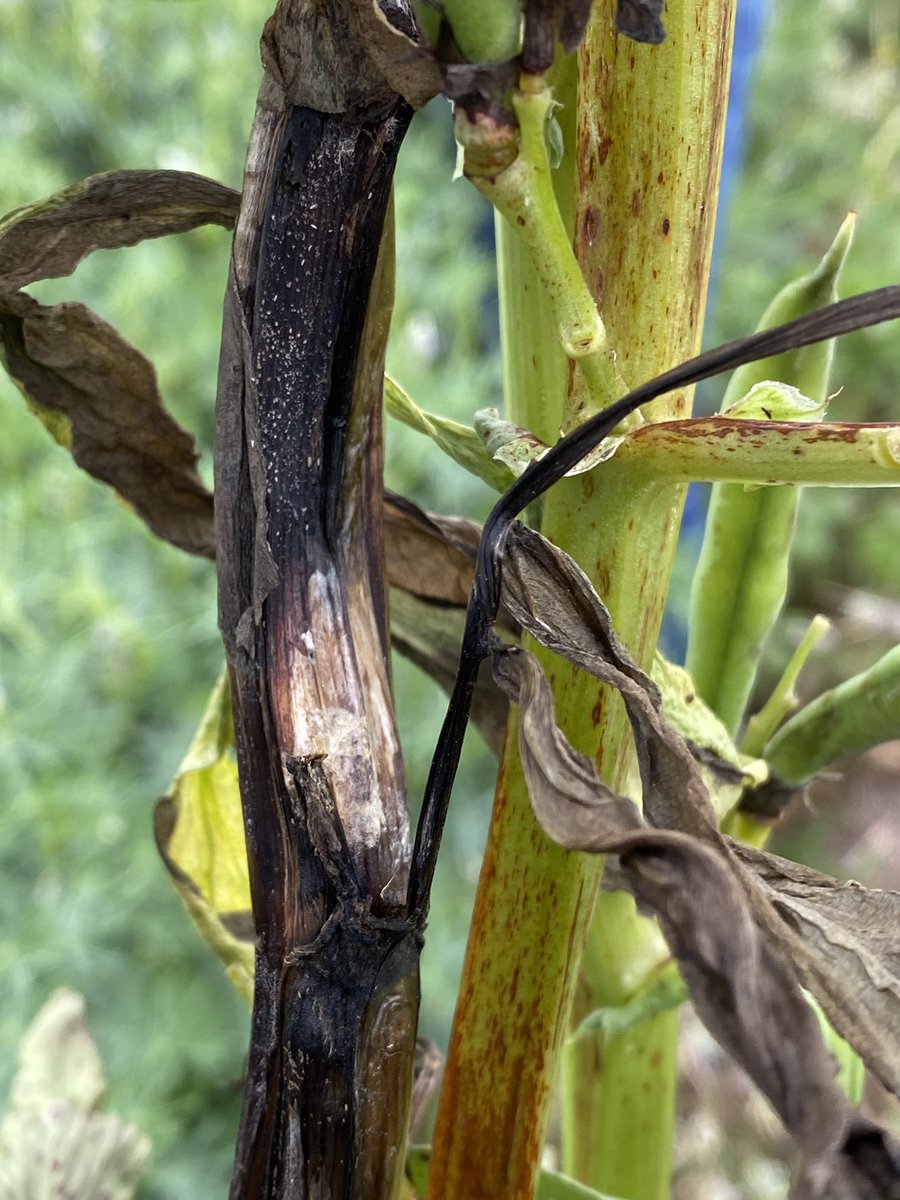 Fun in Wagga today talking field research in #sclerotinia, #botrytis and #ascochyta. Pathologists coming together to help industry. @NSWDPI_AGRONOMY @theGRDC @Sara_N_Blake @KimberRohan @DrIdoBar @lars_kamphuis @KaurSukhjiwan @AladdinHamwieh