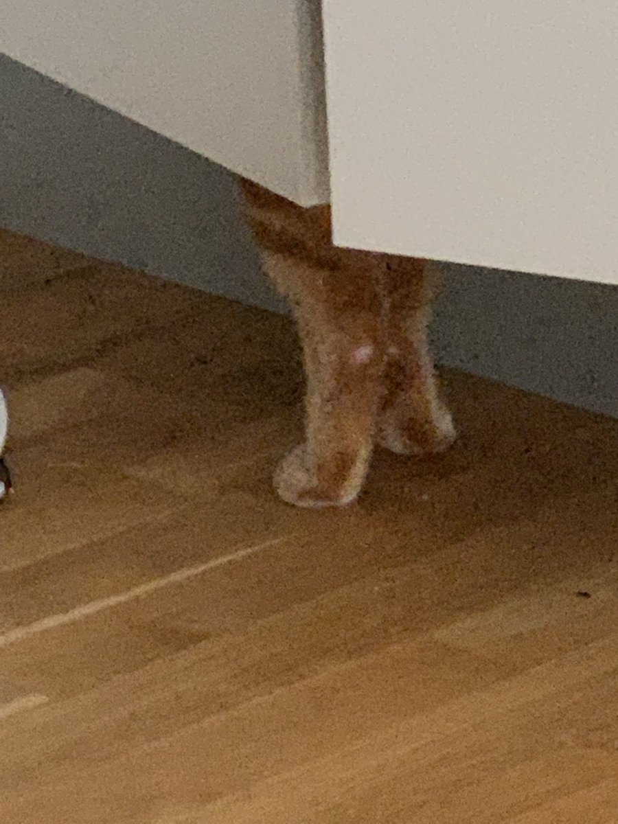 Anna8Sofia's tweet photo. Cat legs #cat #gingercat #ginger #CatsofTwittter #twitter #catlegs #legs #catpaws #paws https://t.co/Utui9N3kUT