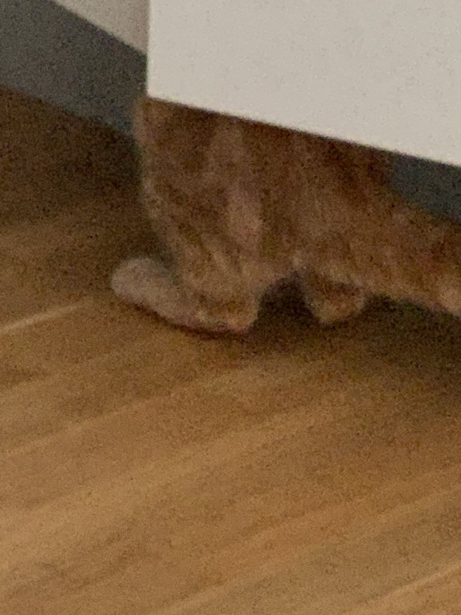 Anna8Sofia's tweet photo. Cat legs #cat #gingercat #ginger #CatsofTwittter #twitter #catlegs #legs #catpaws #paws https://t.co/Utui9N3kUT