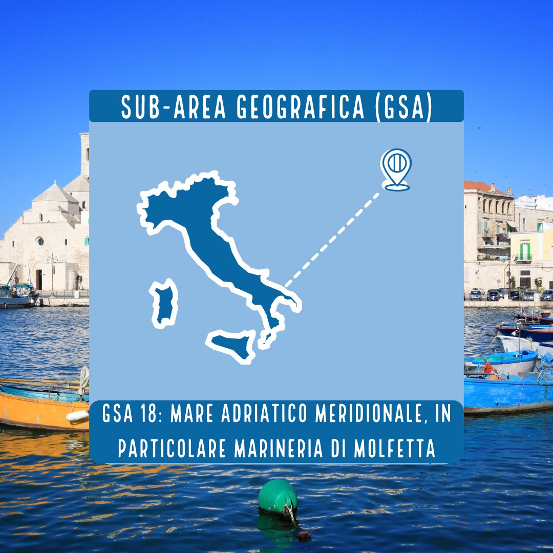 MSCinItalia's tweet image. Il Progetto #BluFish ha "gettato l'ancora" anche nel Mar Adriatico Meridionale per occuparsi della pesca del gambero rosa al fianco di alcune associazioni di pescatori in Puglia. Scorri per saperne di più e clicca qui per le ultime novità: bit.ly/3RV6zlv