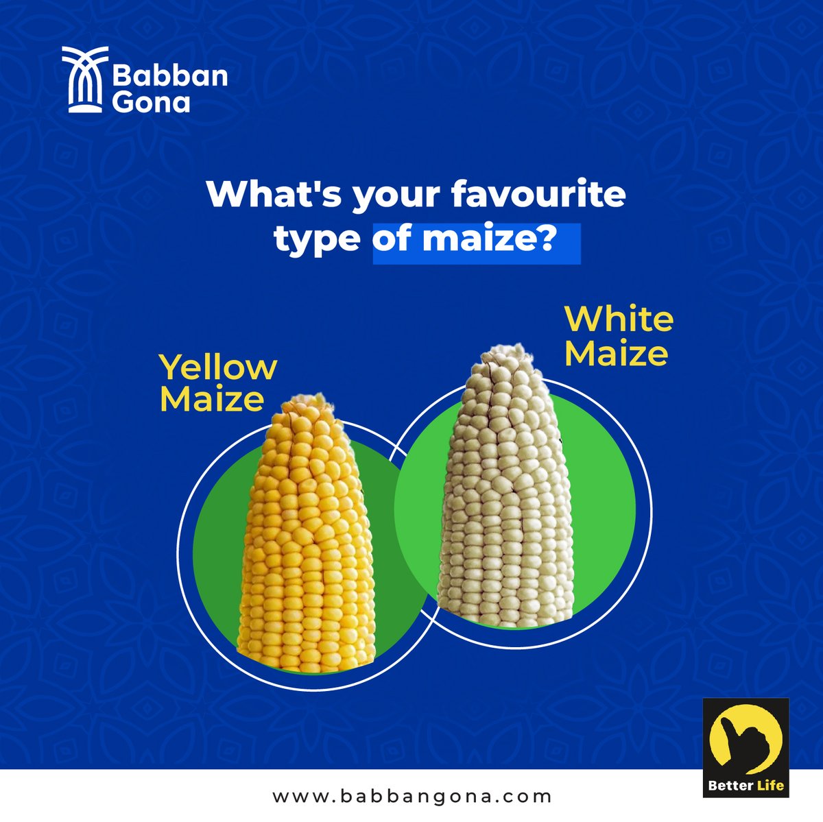 BabbanGona's tweet photo. Yellow or white maizeโwhich do you prefer? Why?
#thisorthat
#wednesdayteaser
#maize
#babbangona https://t.co/W6Jx3Y5JQR