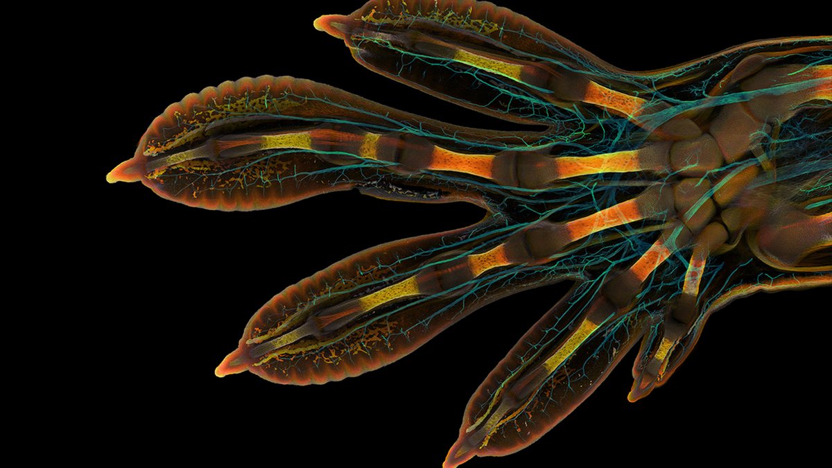 Science News (@sciencenews) on Twitter photo Life is beautiful at all scales, from big to small. The beauty of this year’s winner of the <a href="/NikonSmallWorld/">Nikon Small World</a> photo contest is hidden beneath literal gecko scales.
sciencenews.org/article/nikon-… Life is beautiful at all scales, from big to small. The beauty of this year’s winner of the <a href="/NikonSmallWorld/">Nikon Small World</a> photo contest is hidden beneath literal gecko scales.
sciencenews.org/article/nikon-…