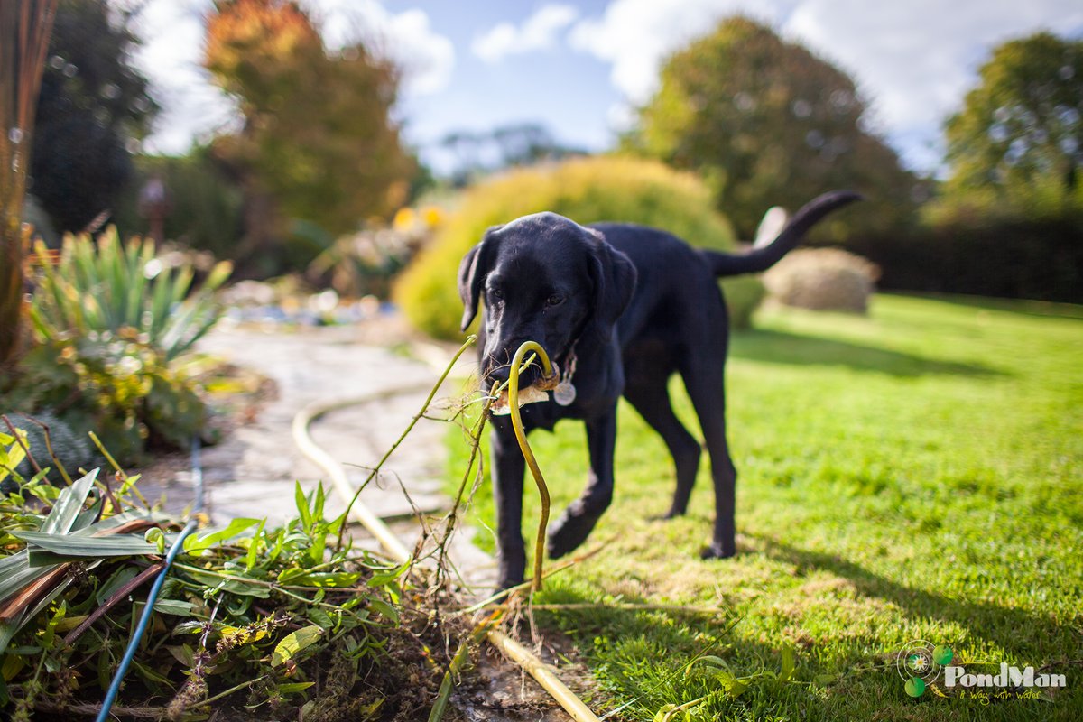 PondManDevon's tweet photo. An extra pair of very excitable and enthusiastic paws helping us on a pond maintenance visit today . . .

#dogs #dogsoftwitter #ponds #labrador #kingsbridge https://t.co/cDilUrQIgx