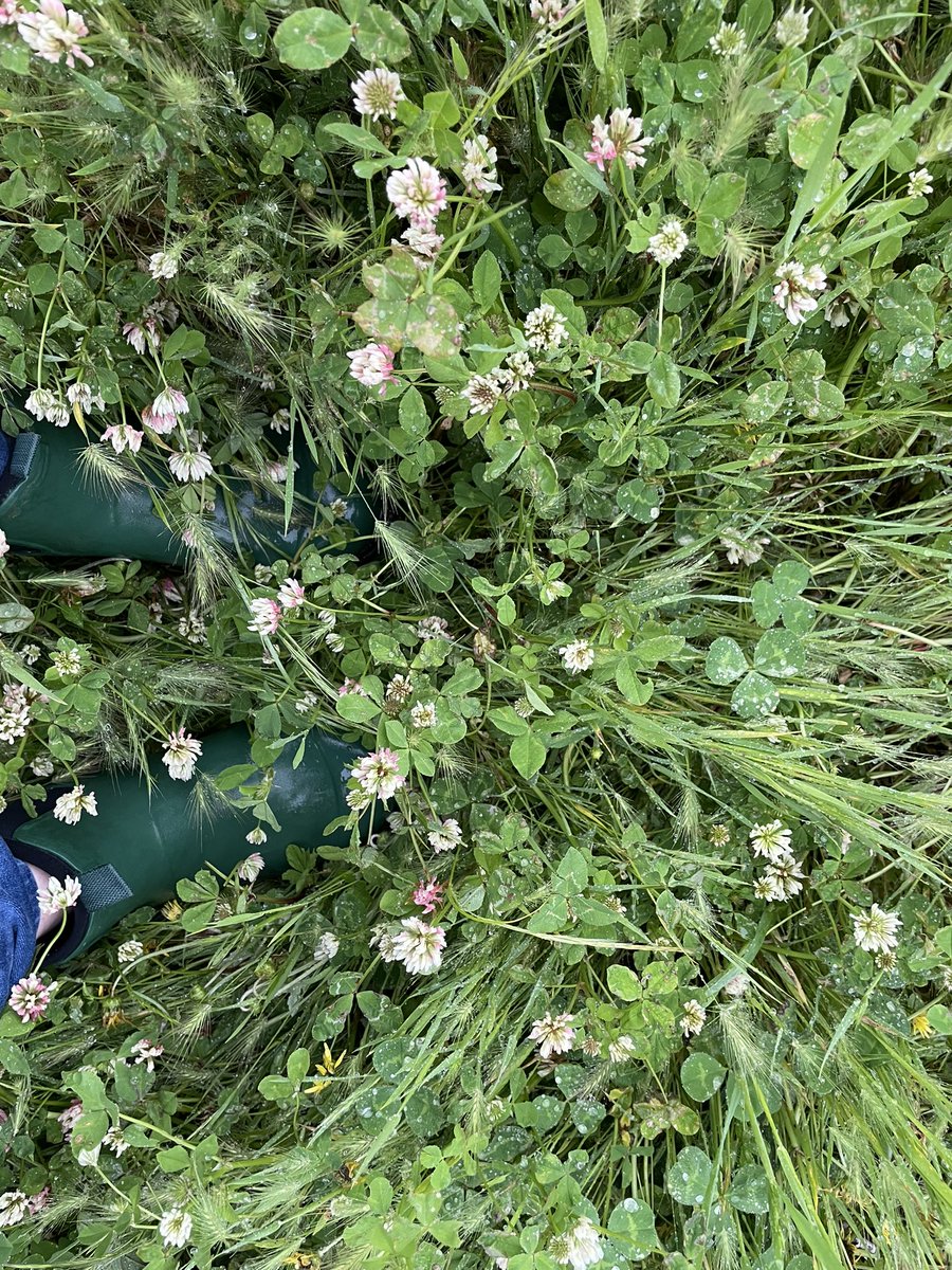 Danielle Lannin England tweet media