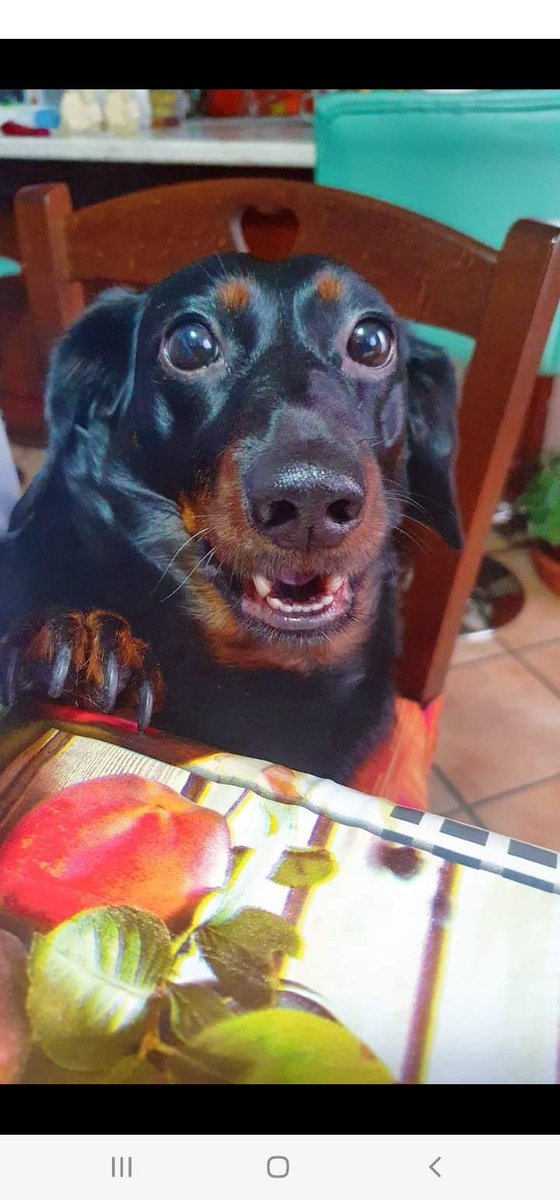 luciya90's tweet photo. Oggetto lei comanda...si incazza pure.. Nina 😂❤️ https://t.co/ZOSW8Dj0qu