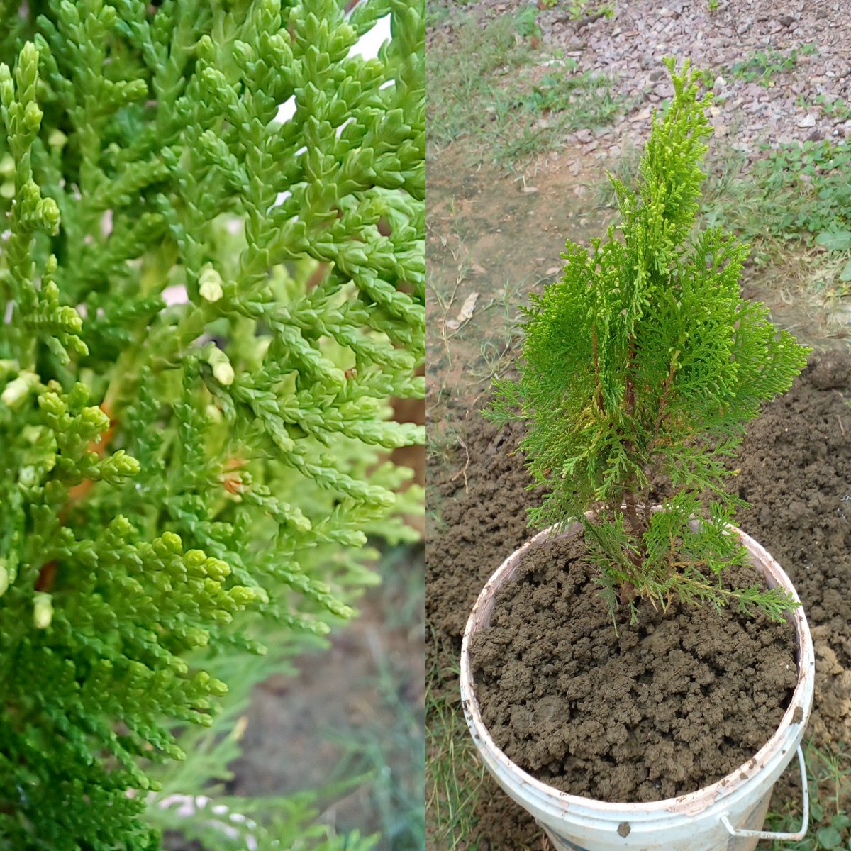 krishanpratap08's tweet photo. #tree_planting
"The trees exhale for us so that we can breathe them to live. Can we ever forget this? Let us love the trees with every breath until we die." https://t.co/hk65FzwklQ