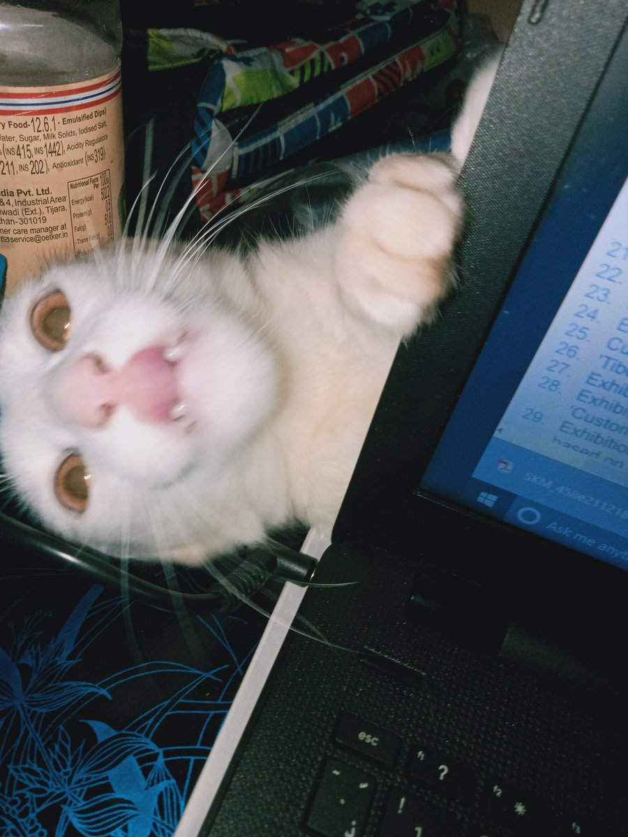 GothicaVixen's tweet photo. #PetsWithJimin
My Chim Chim named after Jimin my world my bbyboi๐
Happy Bday Jimin๐ https://t.co/C1crrVB16H