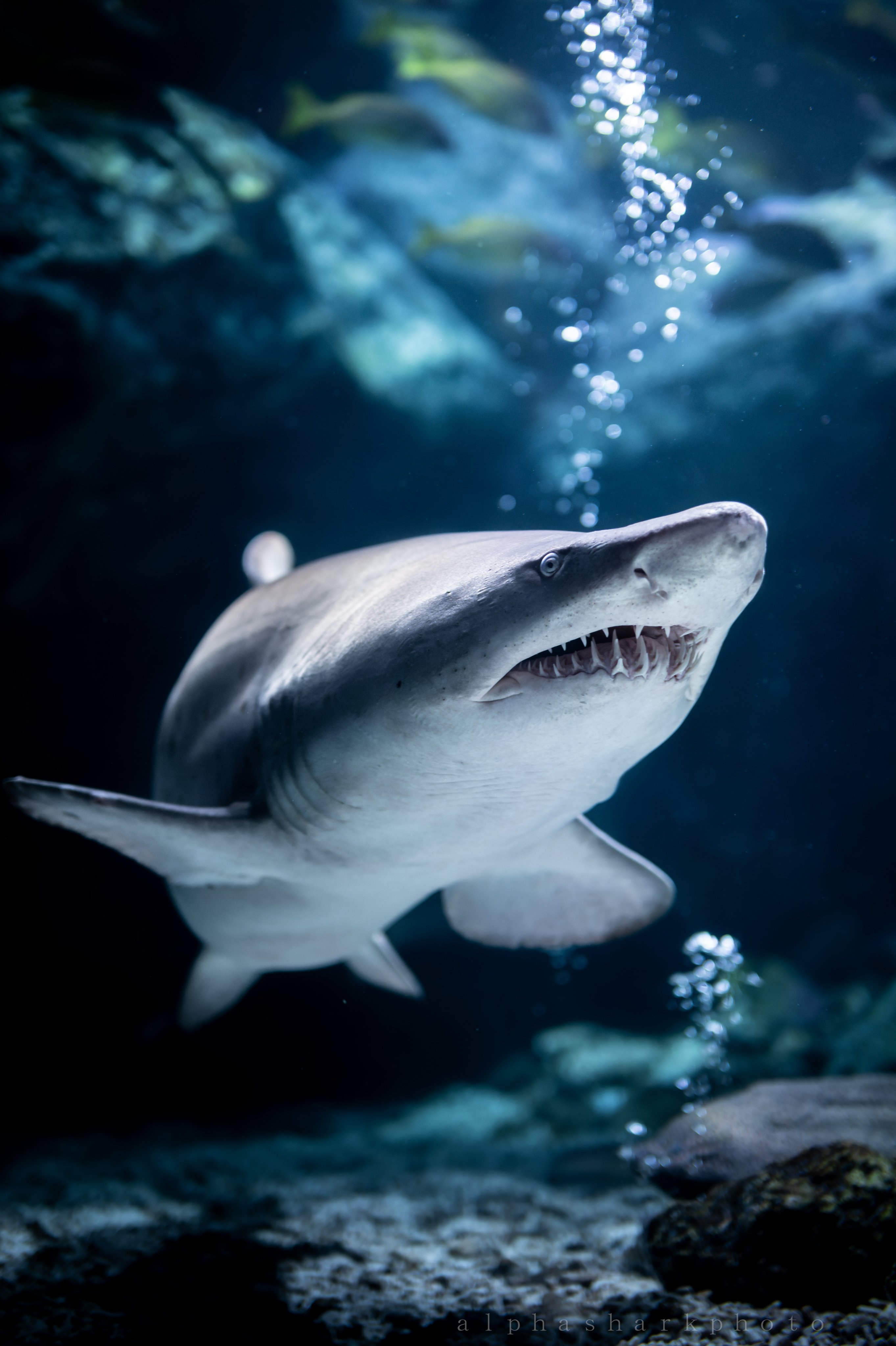 A Alphasharkphoto Twitter