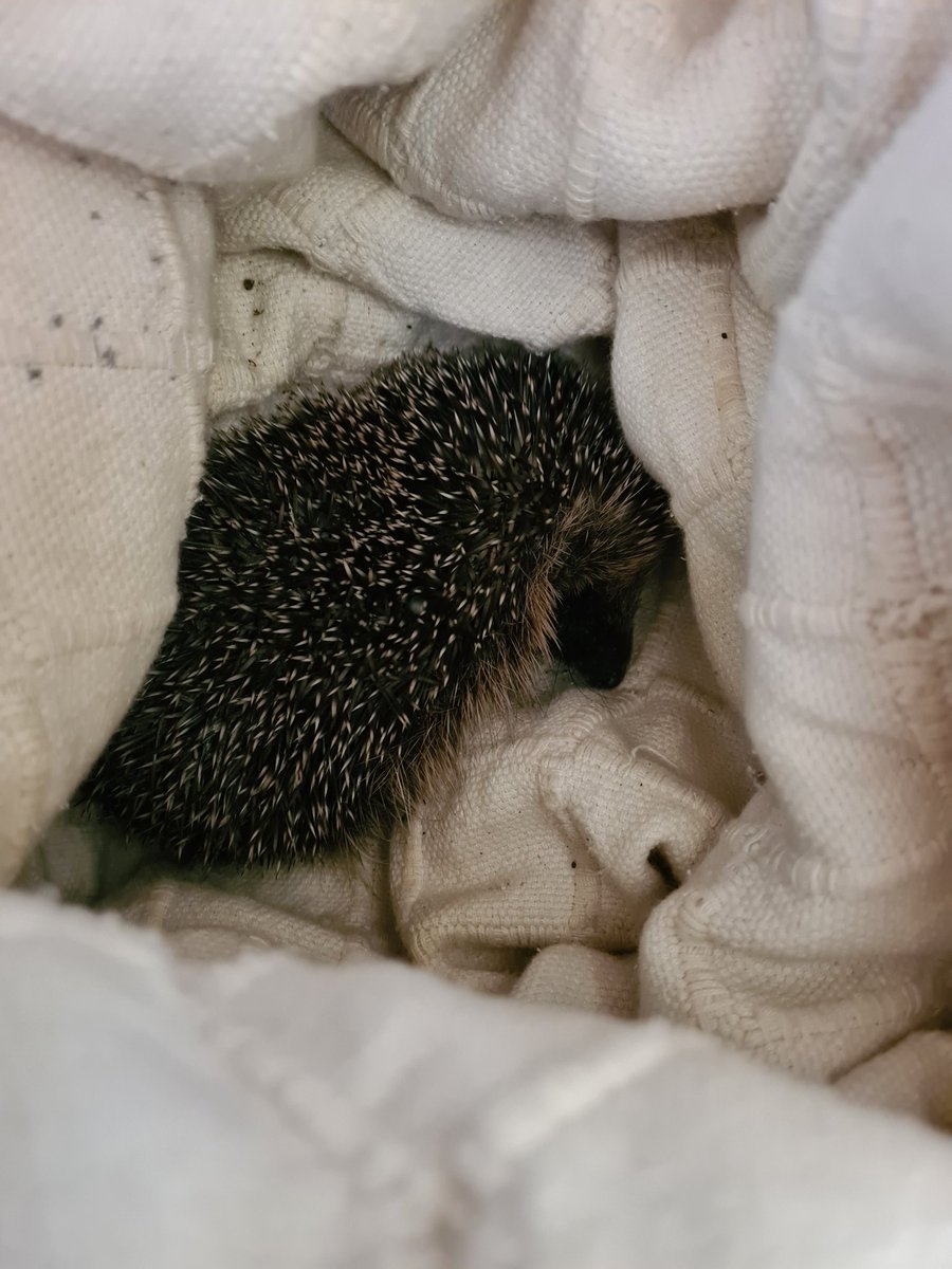 Chepfer's tweet image. Its a "Poorly baby hedgehog in a box, with a blanket and hot water bottle" kind of day, today.The wonderful @oakandfurrows rescue are on the way. Genuinly not sure if it's going to make it 😥.