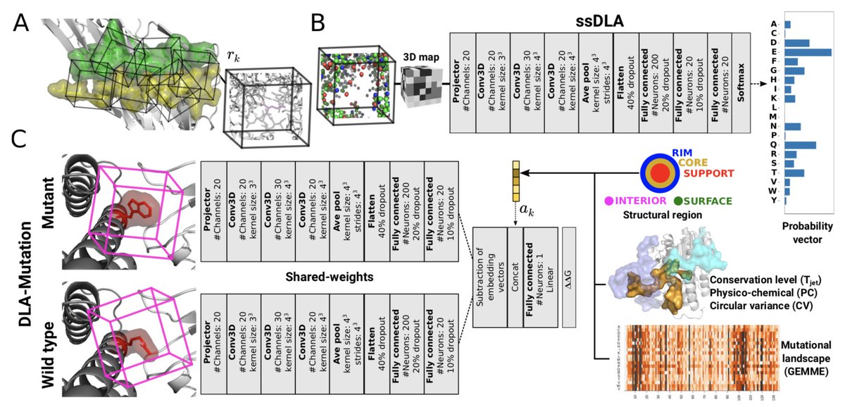 Elodie Laine (@laineelodie) on Twitter photo Very happy to expand our Deep Local Analysis series! Protein interfaces represented as many residue-centred locally oriented cubes. Step 1: what's in the cube? Step 2: what's the effect of mutating that residue? thanks to <a href="/yassermhbh/">Yasser MOHSENI</a> <a href="/acarbone16/">Alessandra Carbone</a> for the great collaboration! Very happy to expand our Deep Local Analysis series! Protein interfaces represented as many residue-centred locally oriented cubes. Step 1: what's in the cube? Step 2: what's the effect of mutating that residue? thanks to <a href="/yassermhbh/">Yasser MOHSENI</a> <a href="/acarbone16/">Alessandra Carbone</a> for the great collaboration!