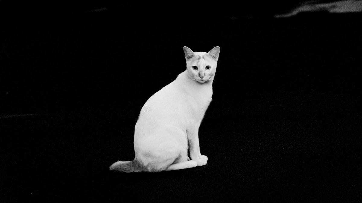 Adib Hidayat tweet media