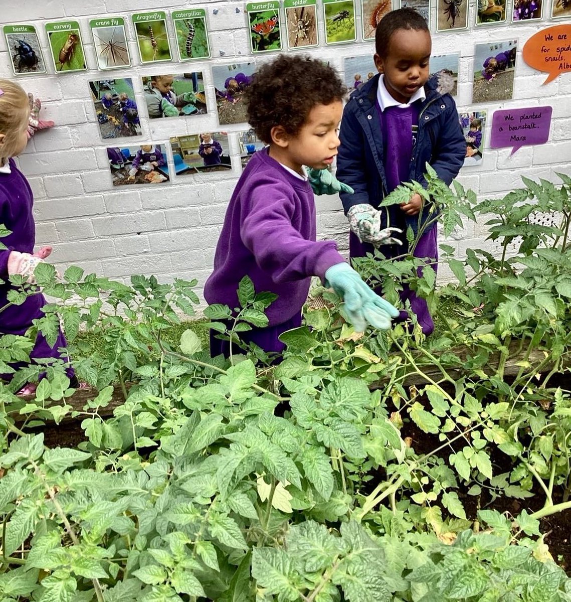 HPA_Philip_Lane's tweet image. 🍅#HPAPLNursery harvested their own tomatoes this morning, and they were so excited by their veggie haul! It’s such an amazing way for the children to learn about the nutritional benefits of vegetables and experience how growing your own food helps the environment! 
@HarrisFed