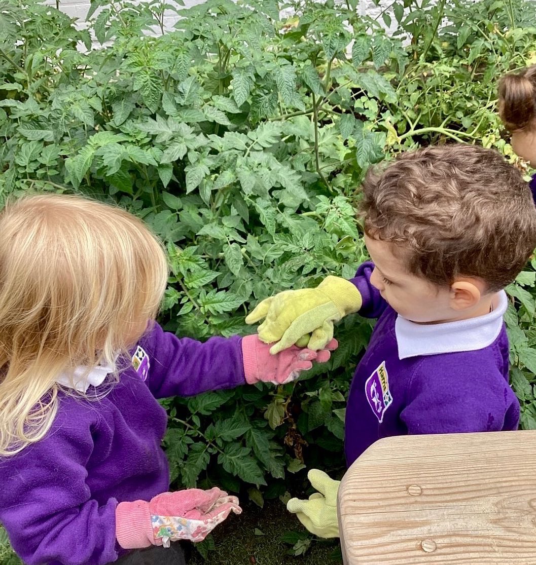 HPA_Philip_Lane's tweet image. 🍅#HPAPLNursery harvested their own tomatoes this morning, and they were so excited by their veggie haul! It’s such an amazing way for the children to learn about the nutritional benefits of vegetables and experience how growing your own food helps the environment! 
@HarrisFed