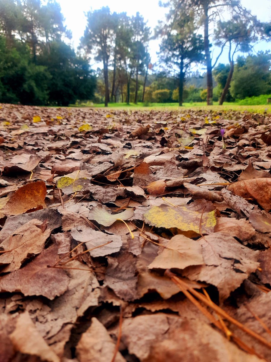 OrtigueiraTuris's tweet photo. Chegou o #outono a #Morouzos
#Ortigueira #Ferrolterra #Galicia #otoño #bosque #autumn #fall #follas #hojas #leaves #forest https://t.co/ZpmvZD33d7