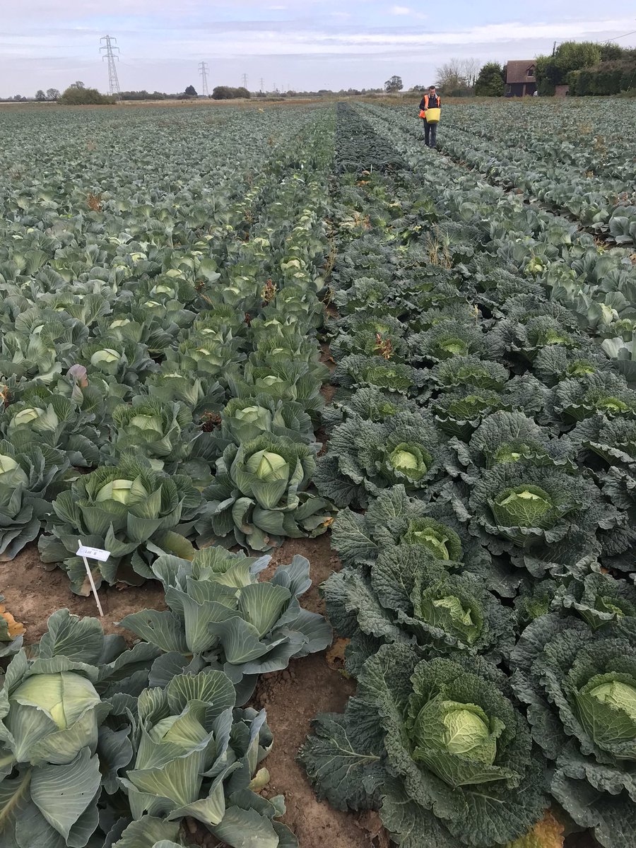 zachary_watling's tweet photo. Typical Lincolnshire autumn weather but great to assess @Agility_Ag breeder trials of white &amp; Savoy cabbages. Uniformity in challenging conditions. https://t.co/l3nFy8gAFv