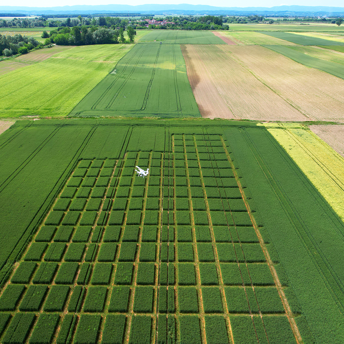 Pix4D_AG's tweet photo. How can #fungicides affect your crop? DigitalAgro - Agrigentum worked on testing fungicide efficacy with #PIX4Dfields. This is what they learned: https://t.co/dflfwz84Jk https://t.co/ZKHXzQjRqO