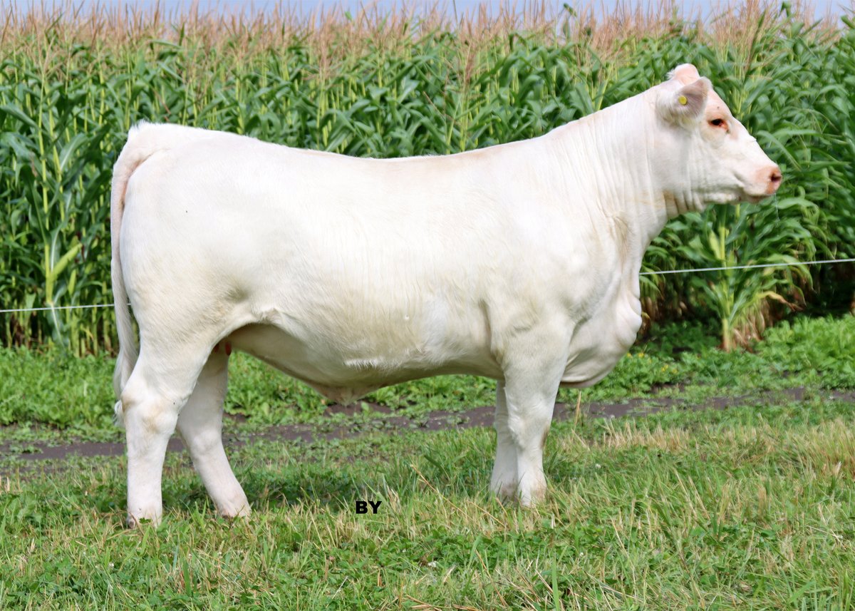 Ready for a Joyride? Lot 4 <a href="/FallFeature/">Fall Feature Charolais Female Sale</a> 2022 BPL Joyride 110J checks all the boxes for balanced breeding, combined with a great attitude. Looking forward to seeing everyone Saturday, 2:30 EST, Hoards Station or online <a href="/LiveAuctionsTV/">Brad Fahrmeier</a> <a href="/CharolaisBanner/">Helge By</a> <a href="/OnCharolais/">Ontario Charolais</a>