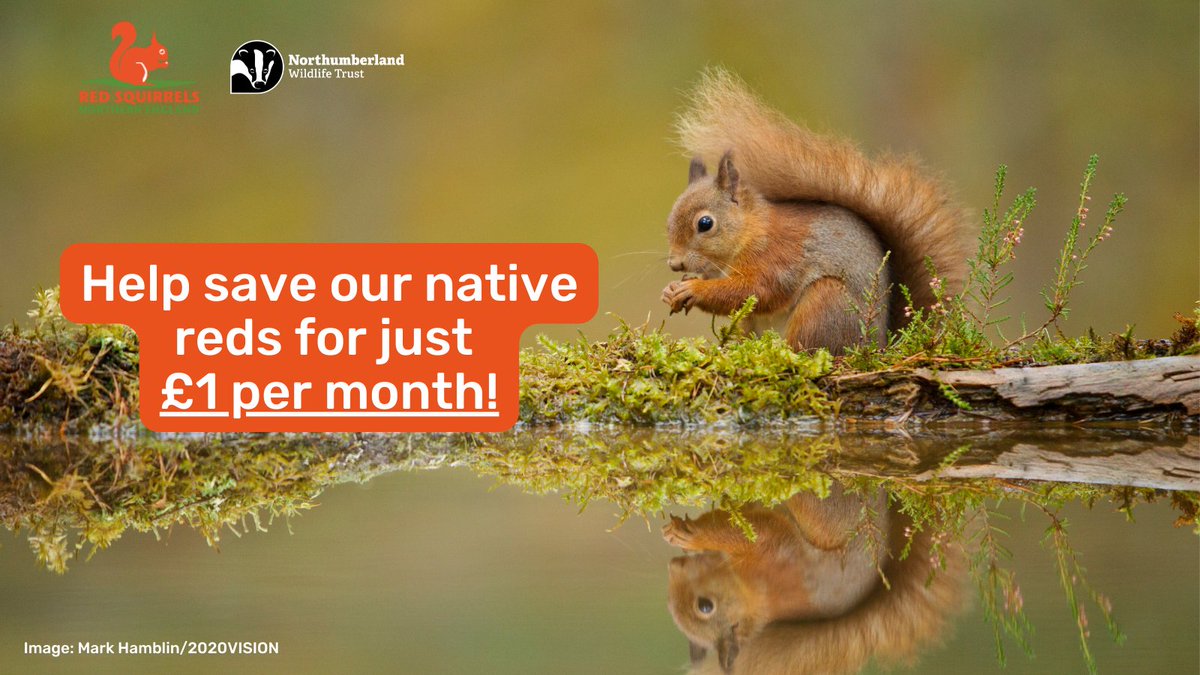 It is #RedSquirrelAwarenessWeek! 
To celebrate, we are offering half price annual Friend of the Red Squirrel membership all week (just £1 a month!)
To sign up or for more information, see: rsne.org/friends-of-red…
T&amp;Cs apply, valid for only annual memberships.