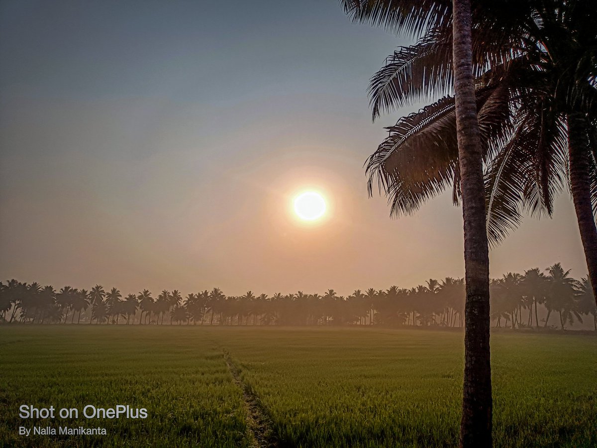 NNVGBSM's tweet photo. #shotbynallamanikanta
#evening #eveningvibes
#sunset #sun #eveningsky #crops #Farmers #farming #croping #sunset #sun #mobilephotography #nature #NaturePhotography #NatureBeauty 🎋🏝️🌳🌴🌴 https://t.co/tnCoX15pYo